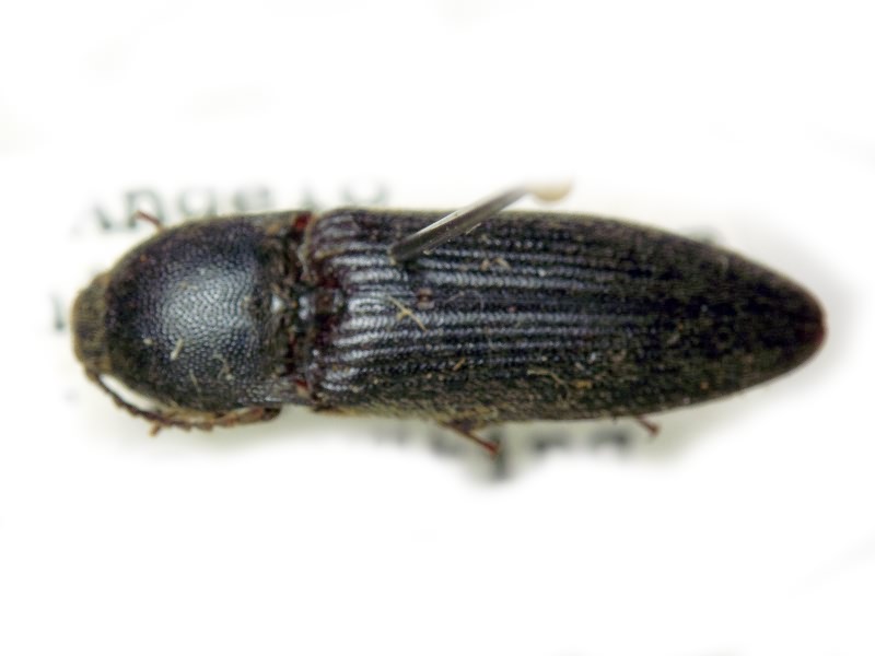 Melanotus tenebrosus (Erichson, 1841)